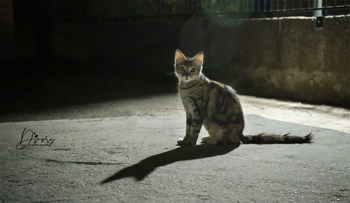 חח חתול - מוקטן.jpg