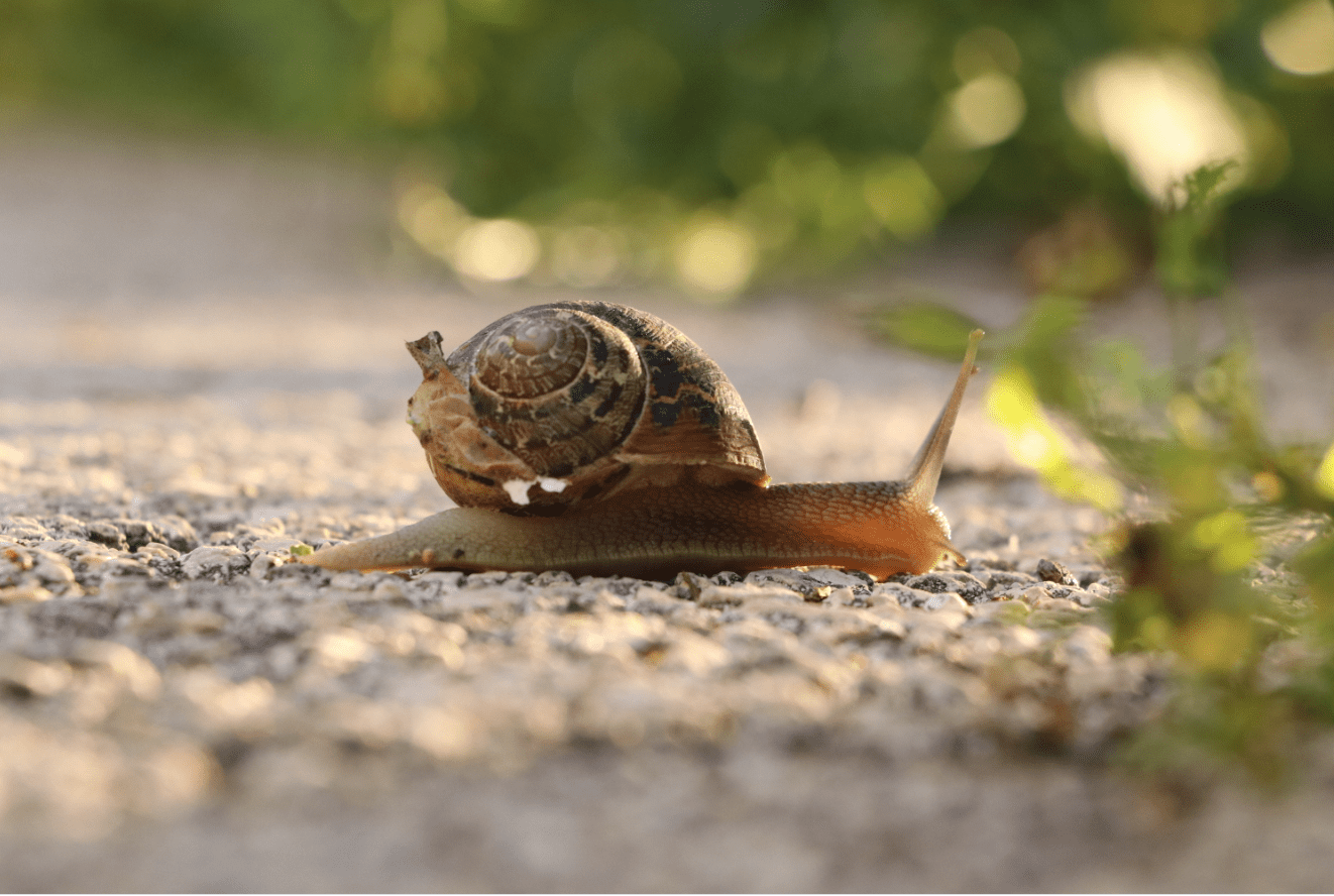 חילזון צילום מסך.png