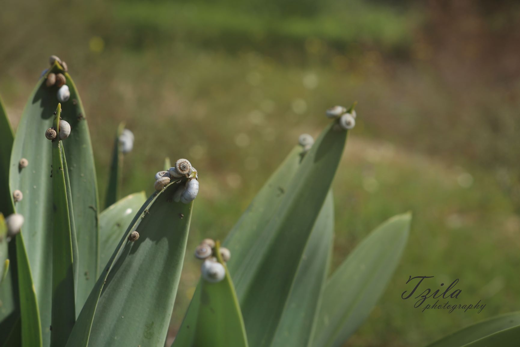 חילזונות (2).jpg