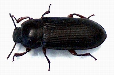 חיפושית זבל.jpg