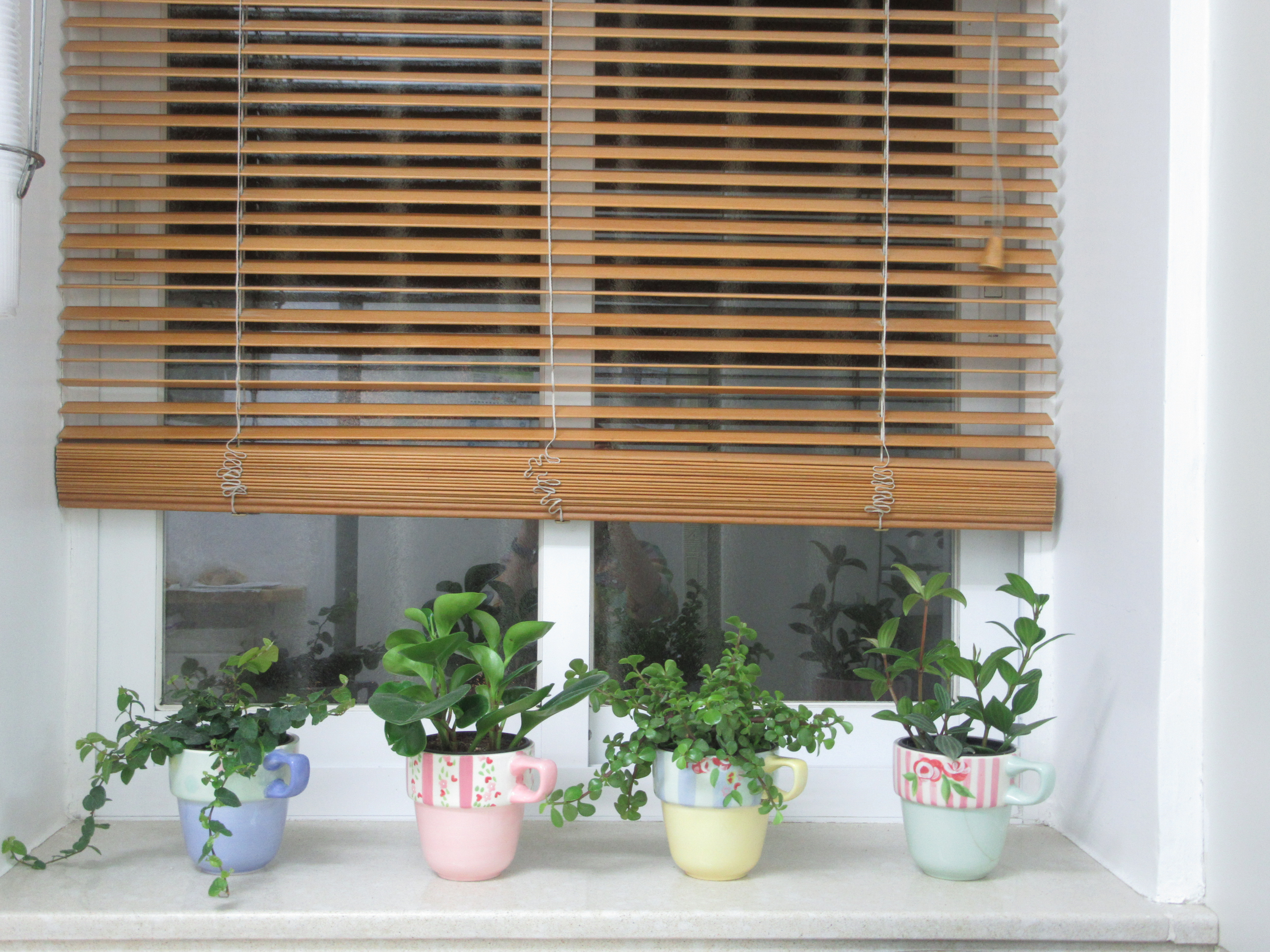 חלון חלבי.JPG