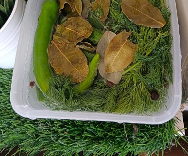 חמוץ (Mobile).jpeg