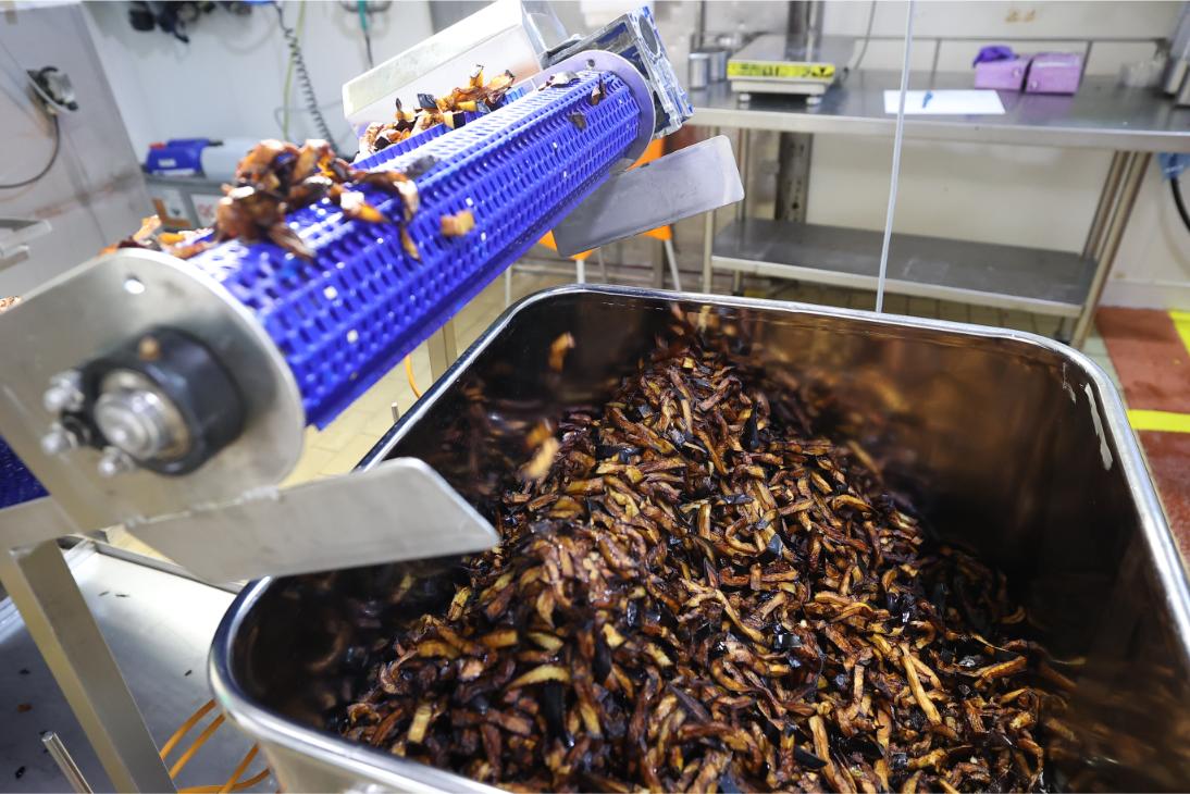 חצילים לאחר הטיגון במפעל (2).jpg