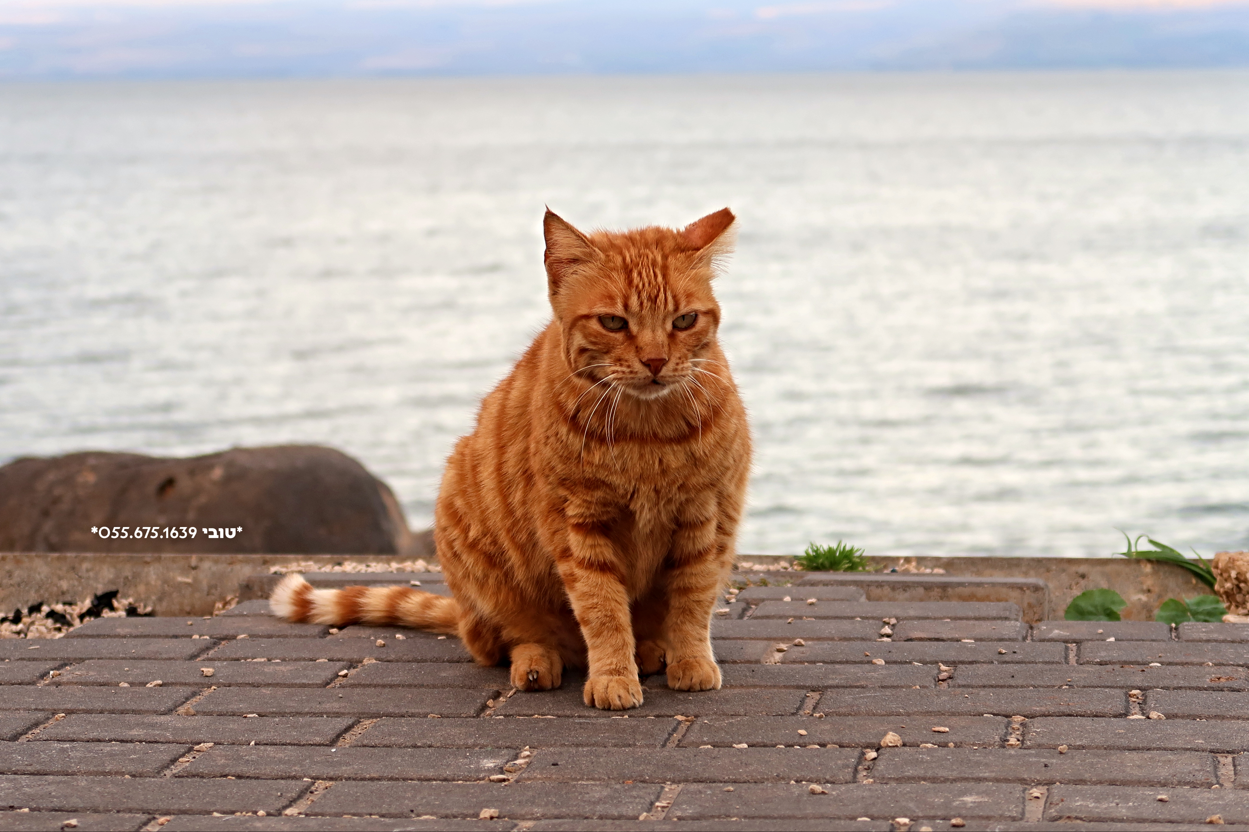 חתולה 2 (1).jpg