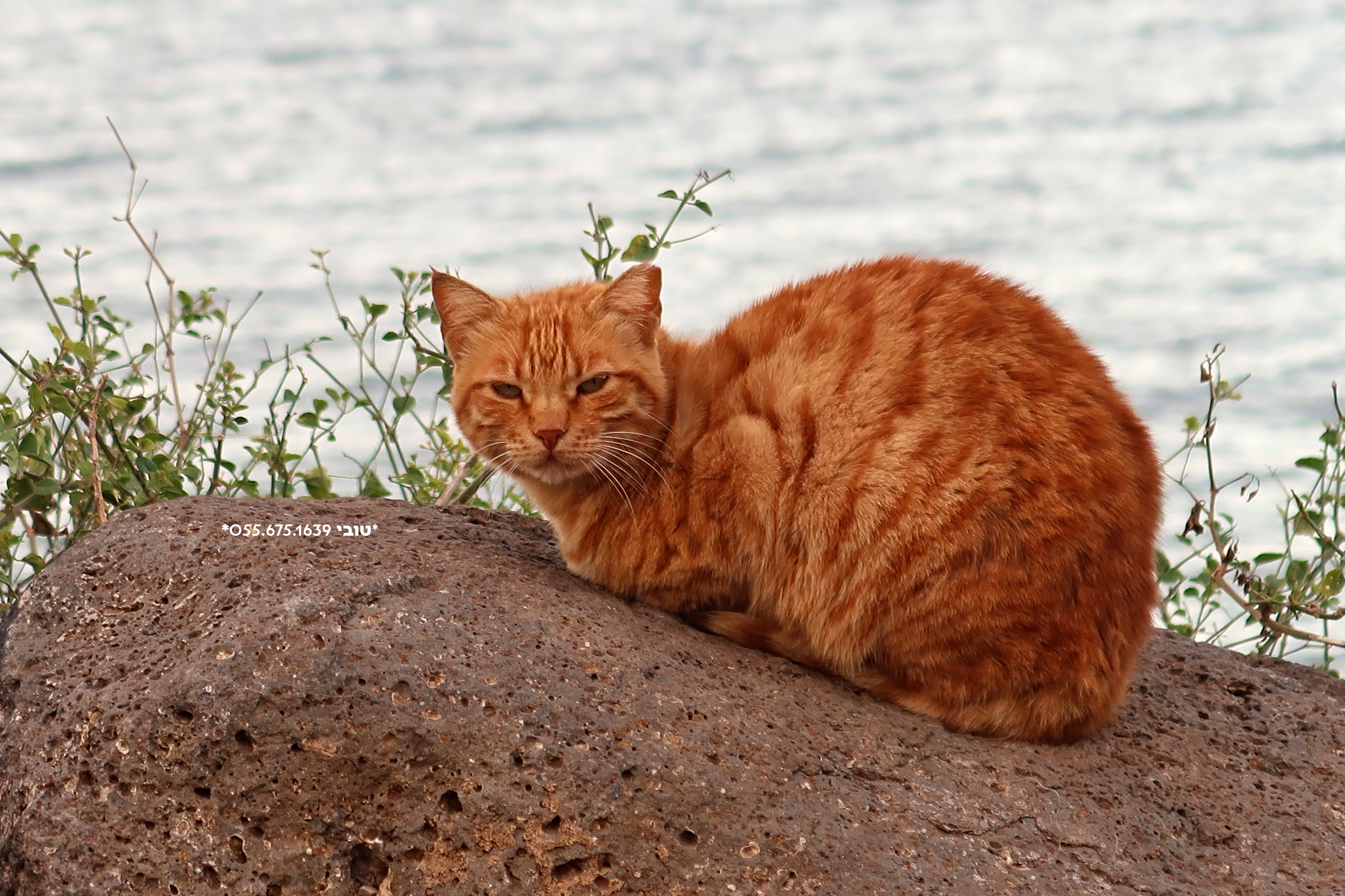 חתולה 3 (1).jpg