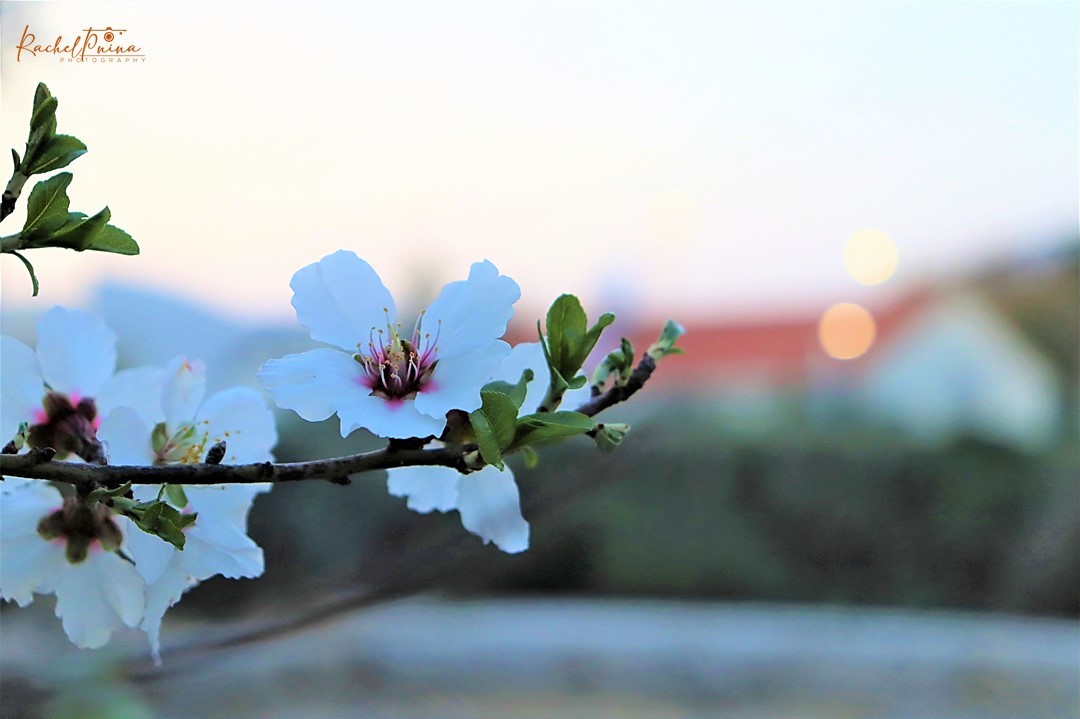 טבע עירוני רחל אורן.jpg