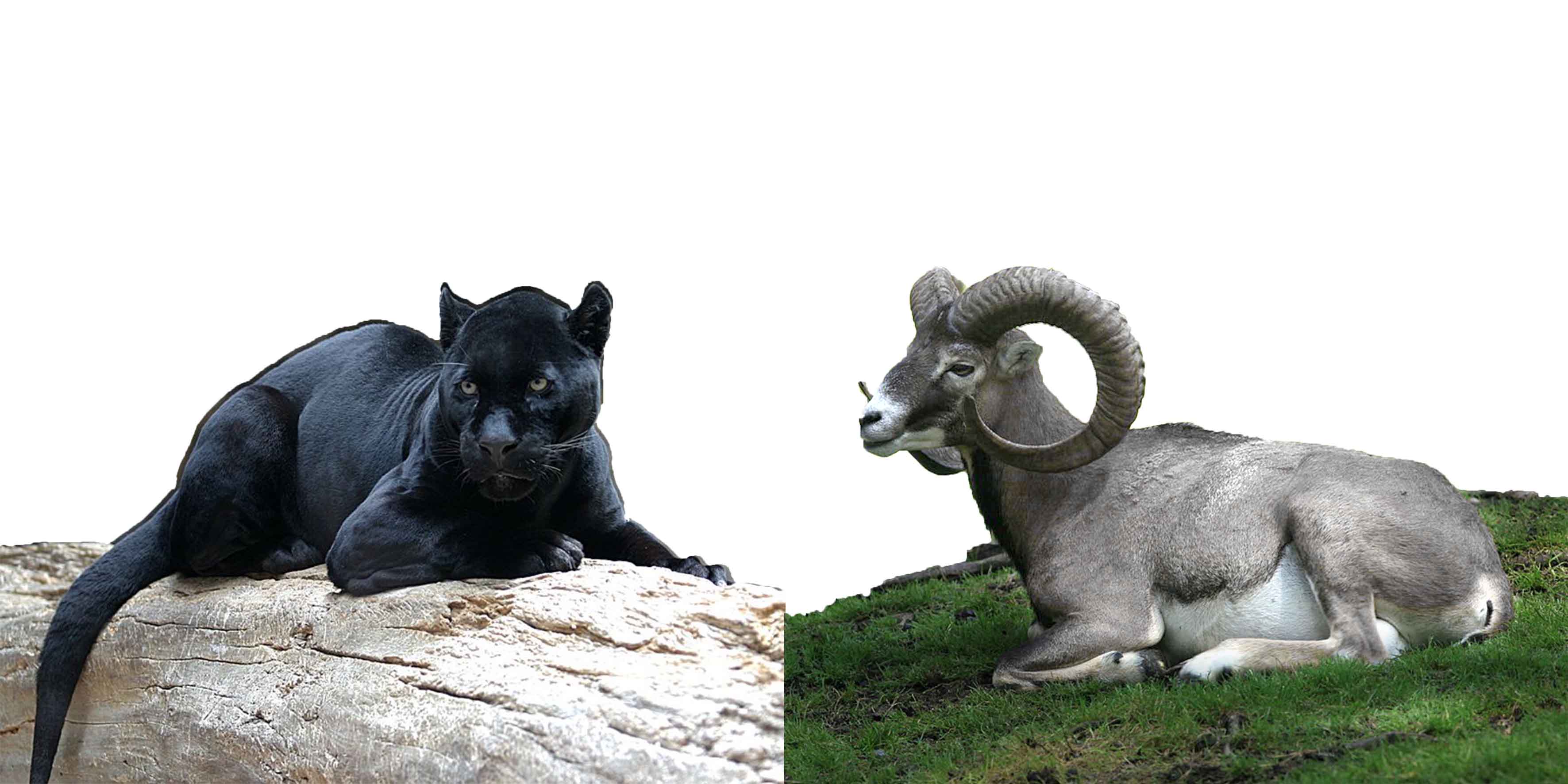 טהור _ טמא.jpg