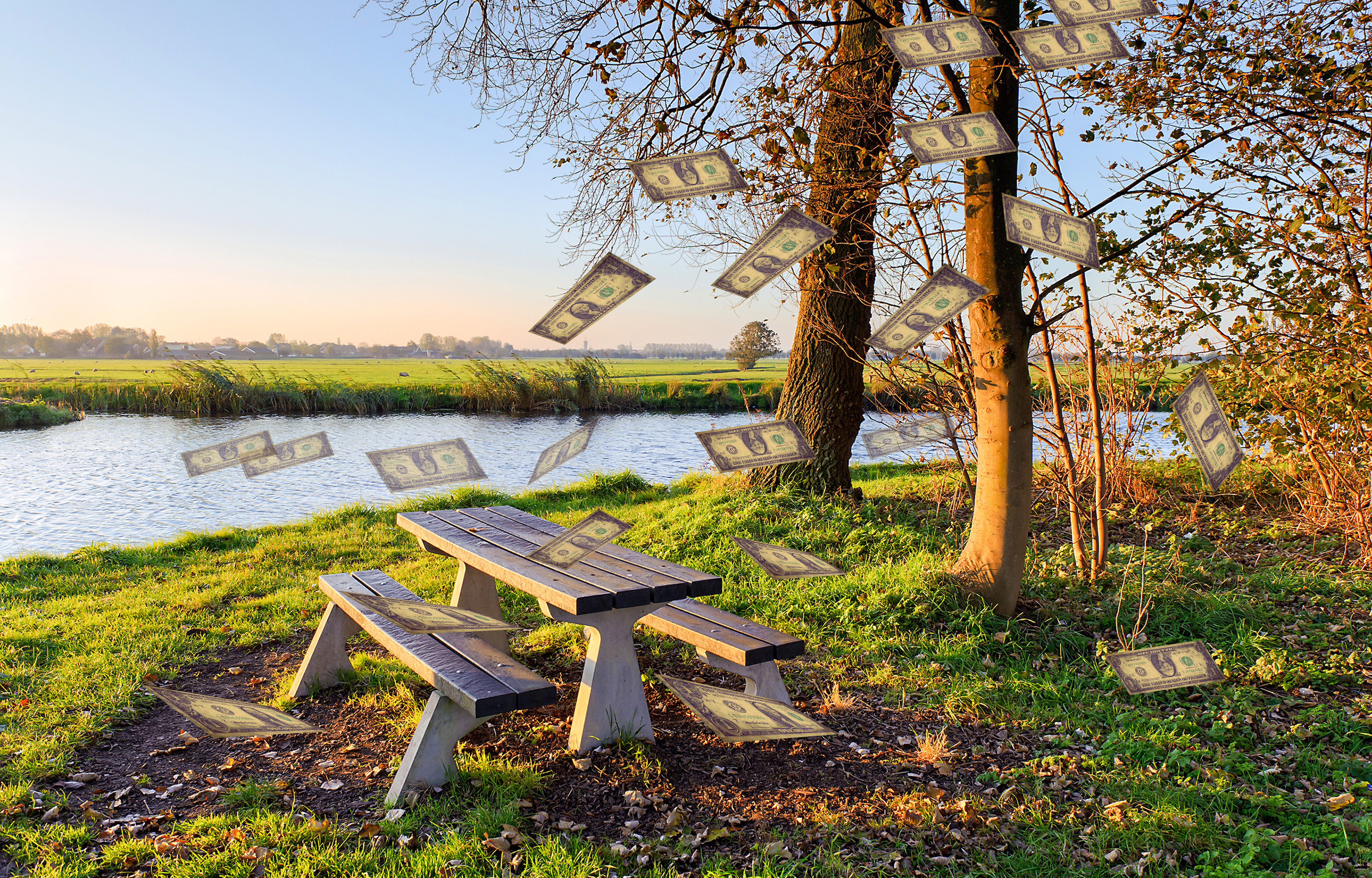 טרנספורם עץ ושטרות.jpg