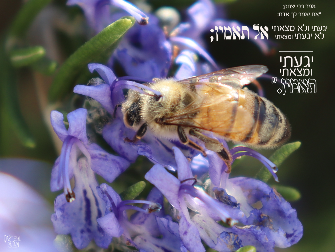 יגעתי ומצאתי איכות נמוכה.png