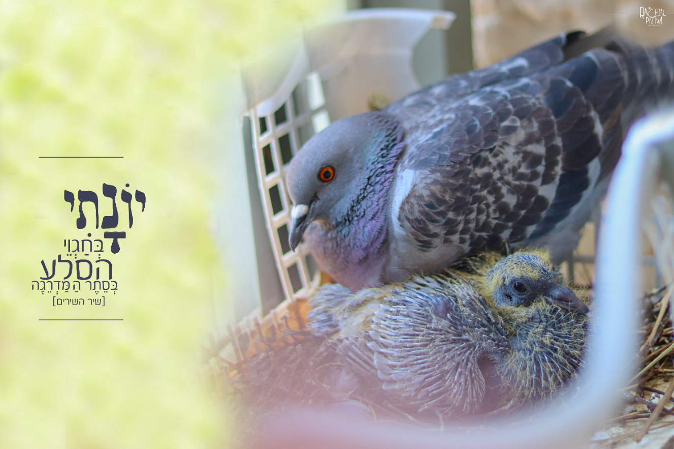 יונתי בחגווי איכות נמוכה.png