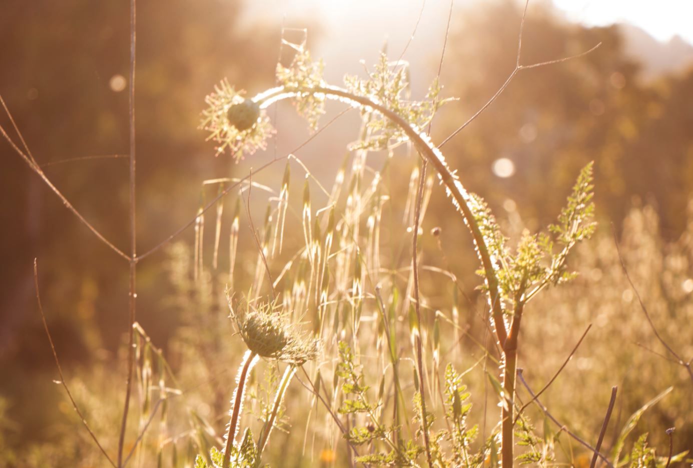 יופי של פריחה.JPG