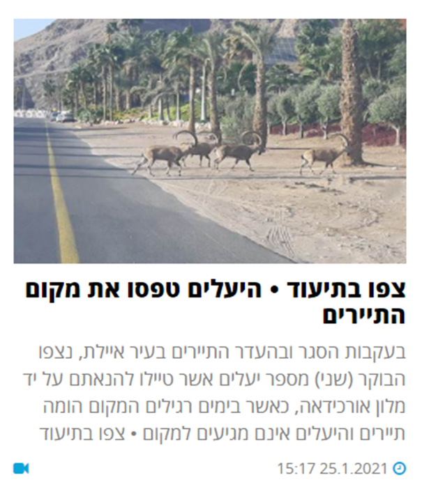 יעלים באילת.png