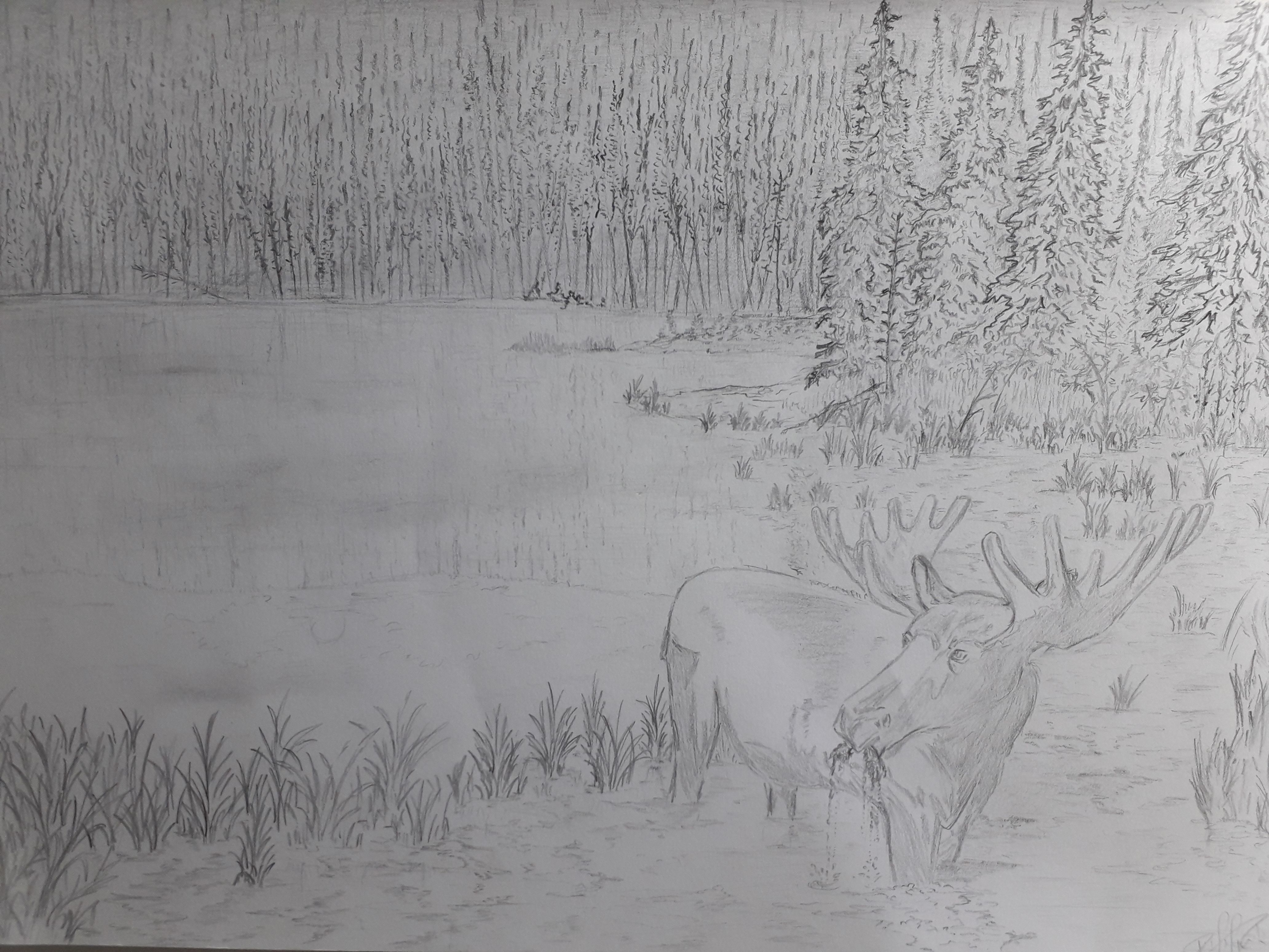 כאייל תערוג על אפיקי מים.jpg