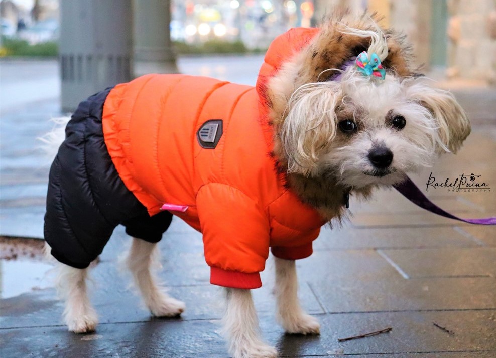 כלב צילום ר.א.jpg