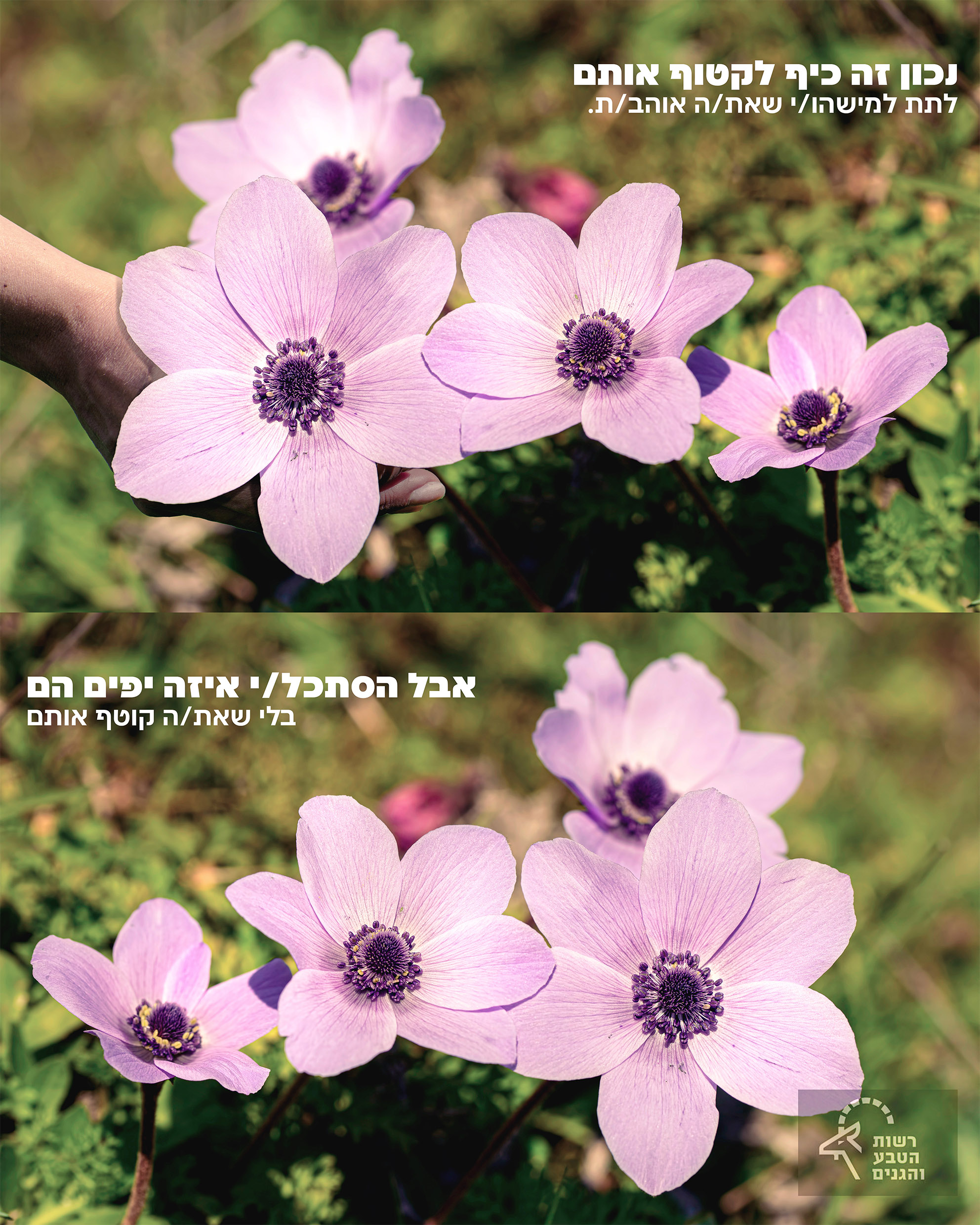 כלנית לקטוף.jpg