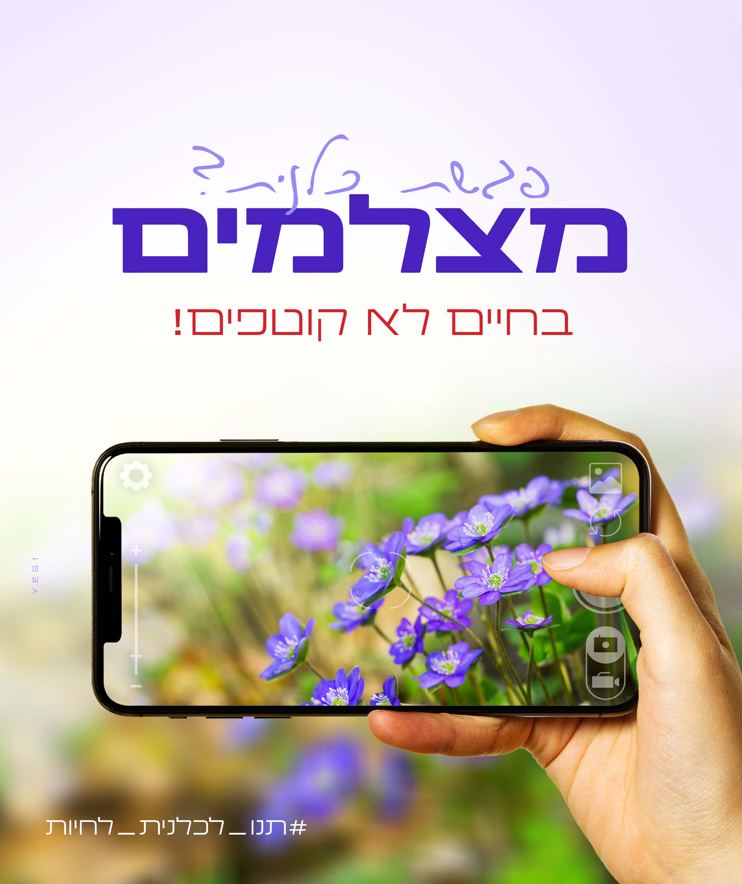 כלנית (1).jpg