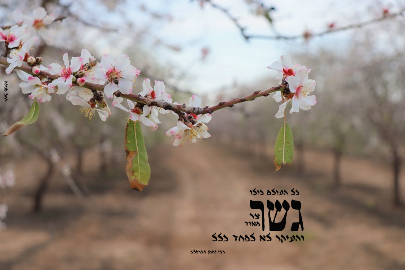 כל העולם איכות נמוכה רחל אורן.png