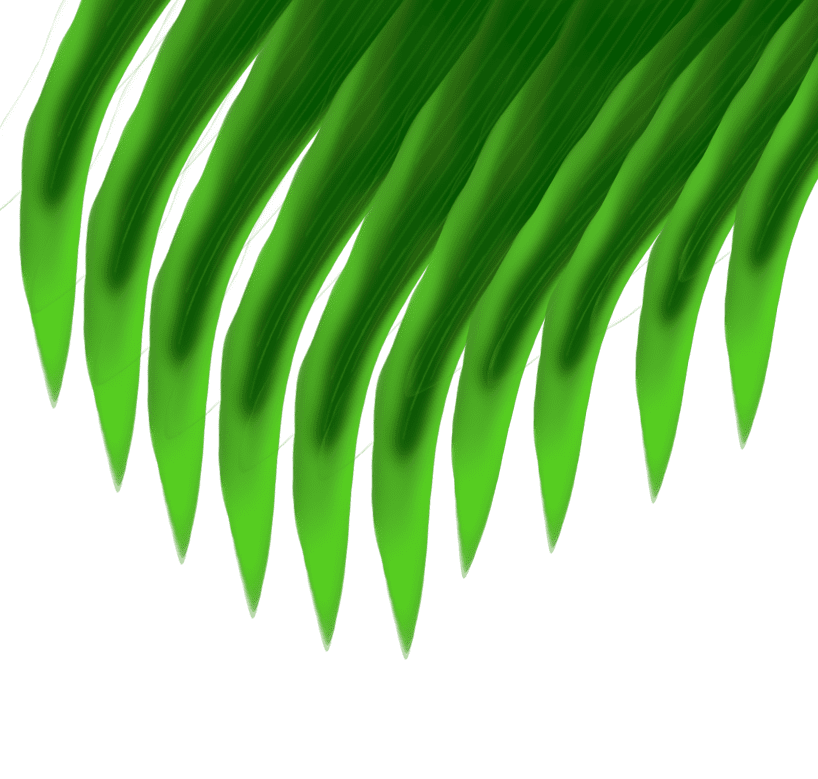 כפות תמרים1.png