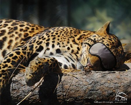 כשהנמר ישן.jpg