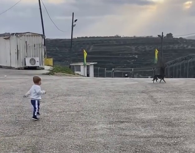 לביא רץ אחרי כלב.jpg