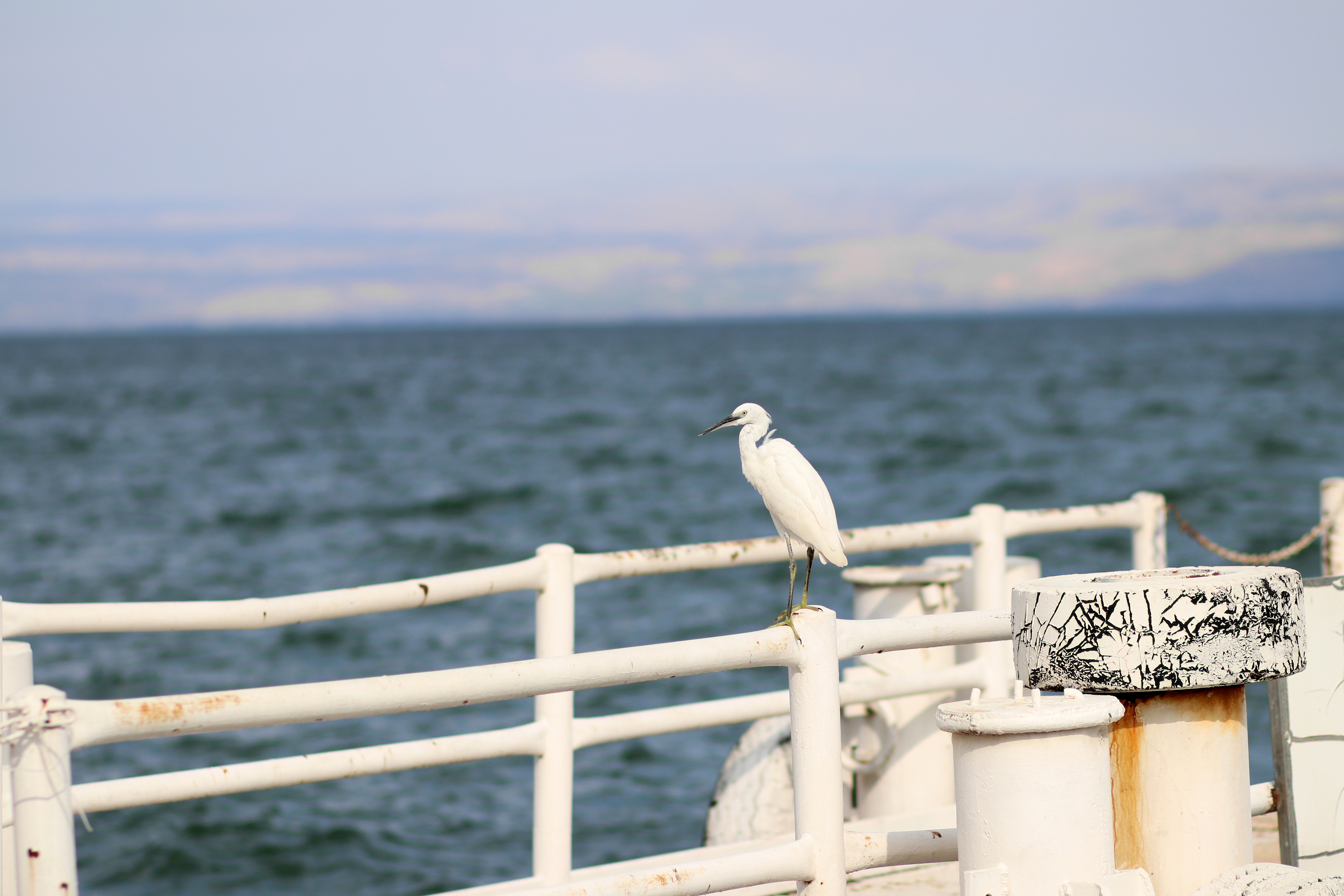 לבן מוקטן.jpg