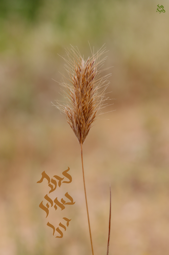 לדעת בארץ רחל אורן.png