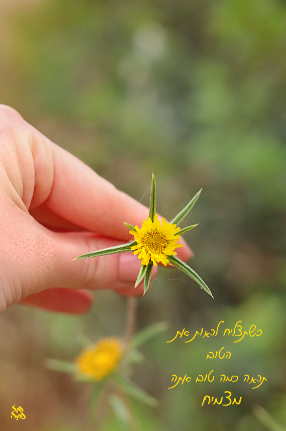 להצמיח טוב רחל אורן.png