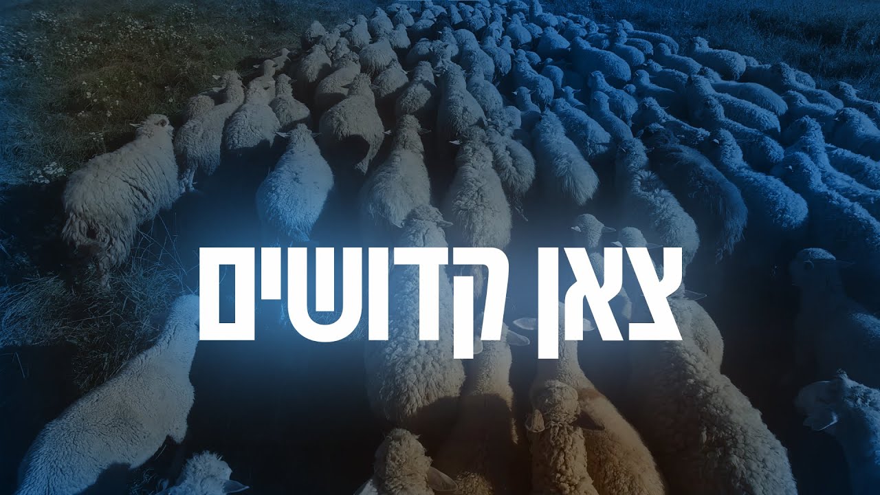 ליפא שמעלצר - צאן קדשים.jpg