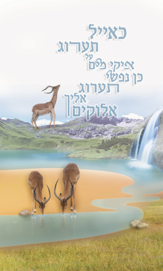 לכידה.PNG