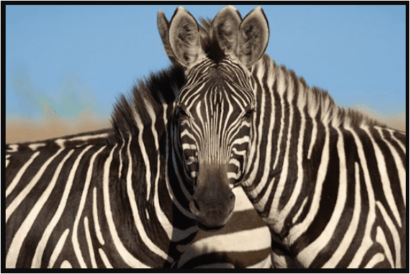 למי שייך הראש לימני או לשמאלי..PNG