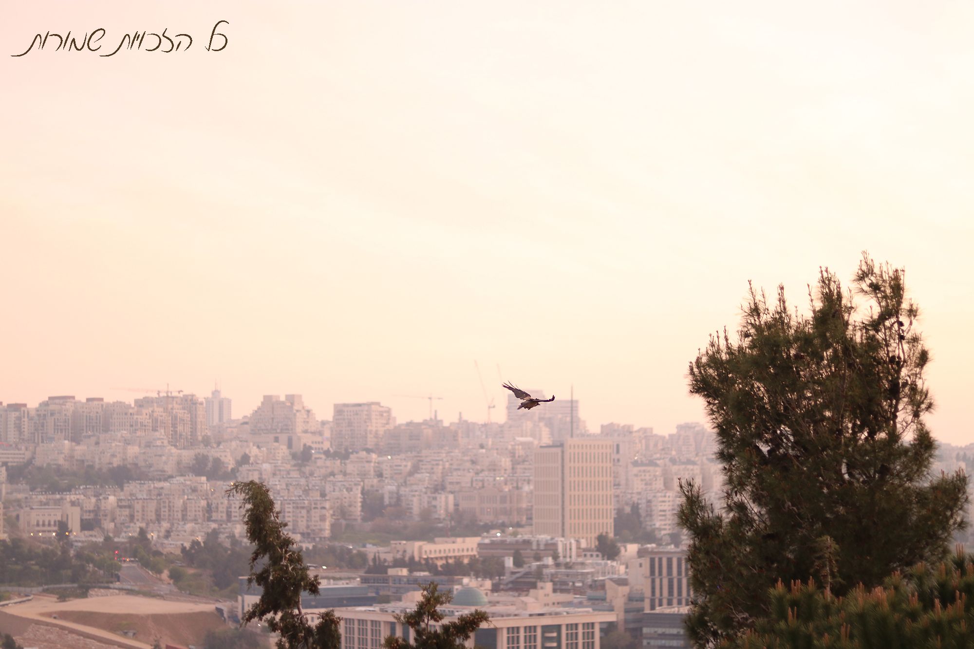 לפרוג מוקטן 1.jpg