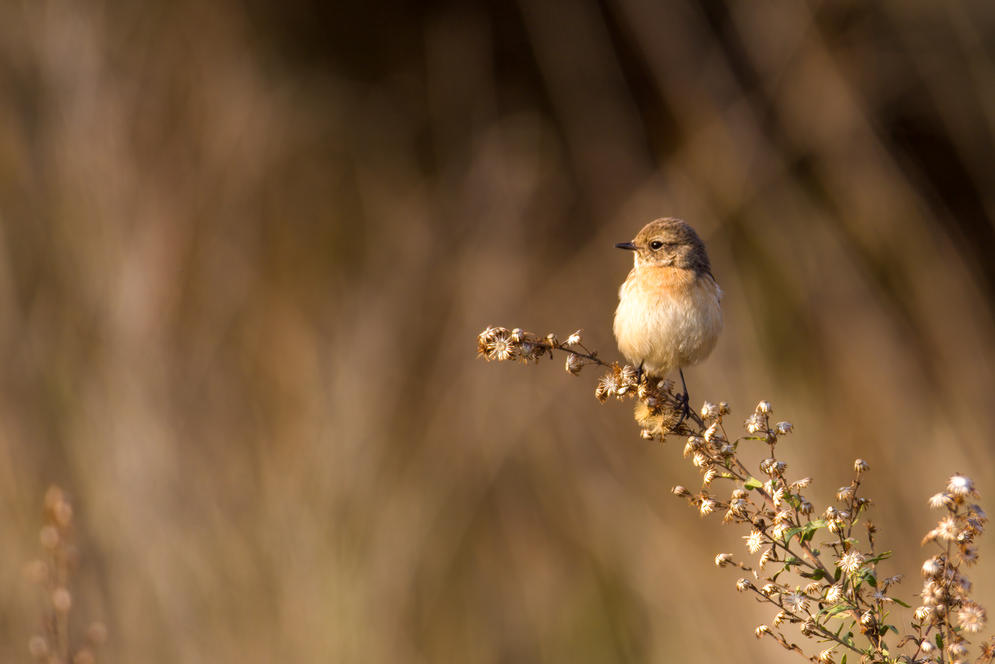 לקראת שקיעה.jpg
