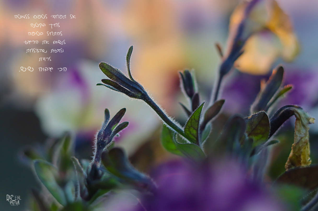 לרדת הכי גבוה איכות נמוכה.png