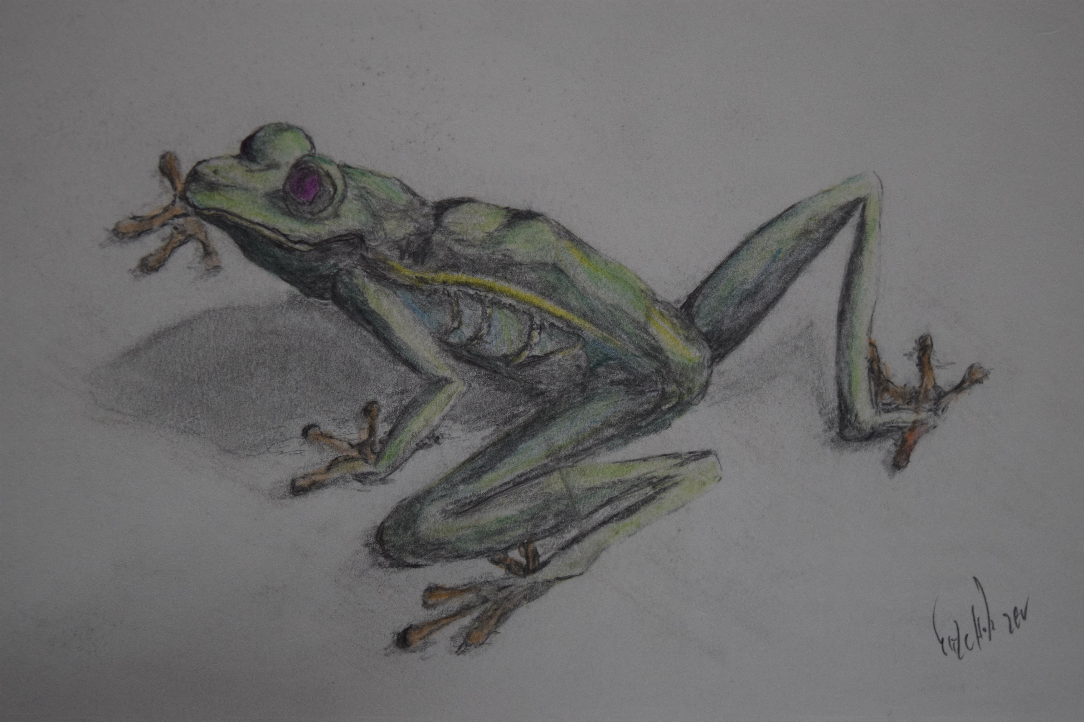 מבט של צפרדע.jpg