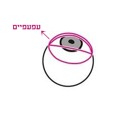 מבנה העין כלפי מעלה.jpg