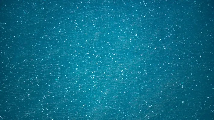 מדוזות יוני 24.jpg