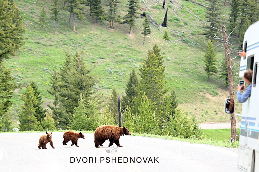 מונטנה סיוון 781.jpg