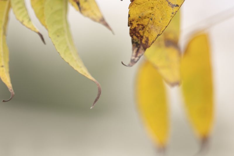 מוקטן 5_800x533.jpg