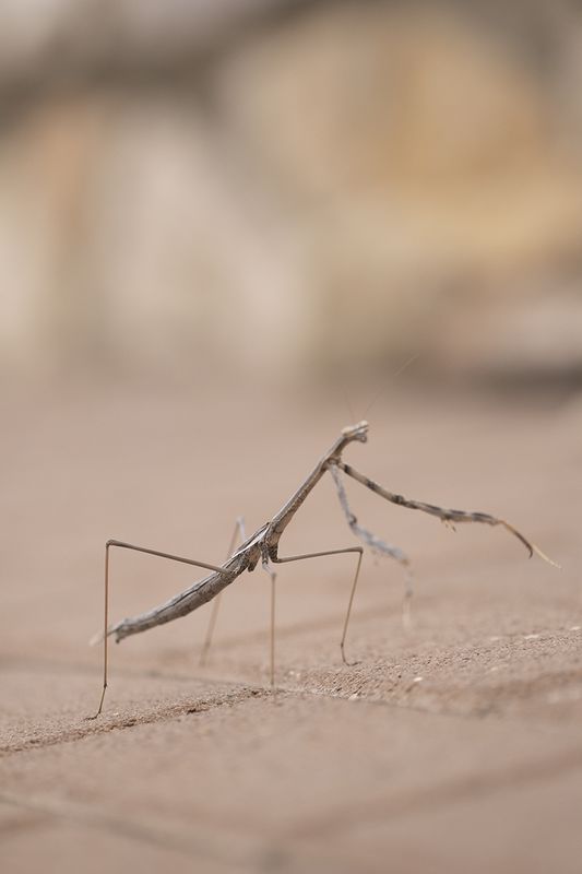 מוקטן 7_533x800.jpg