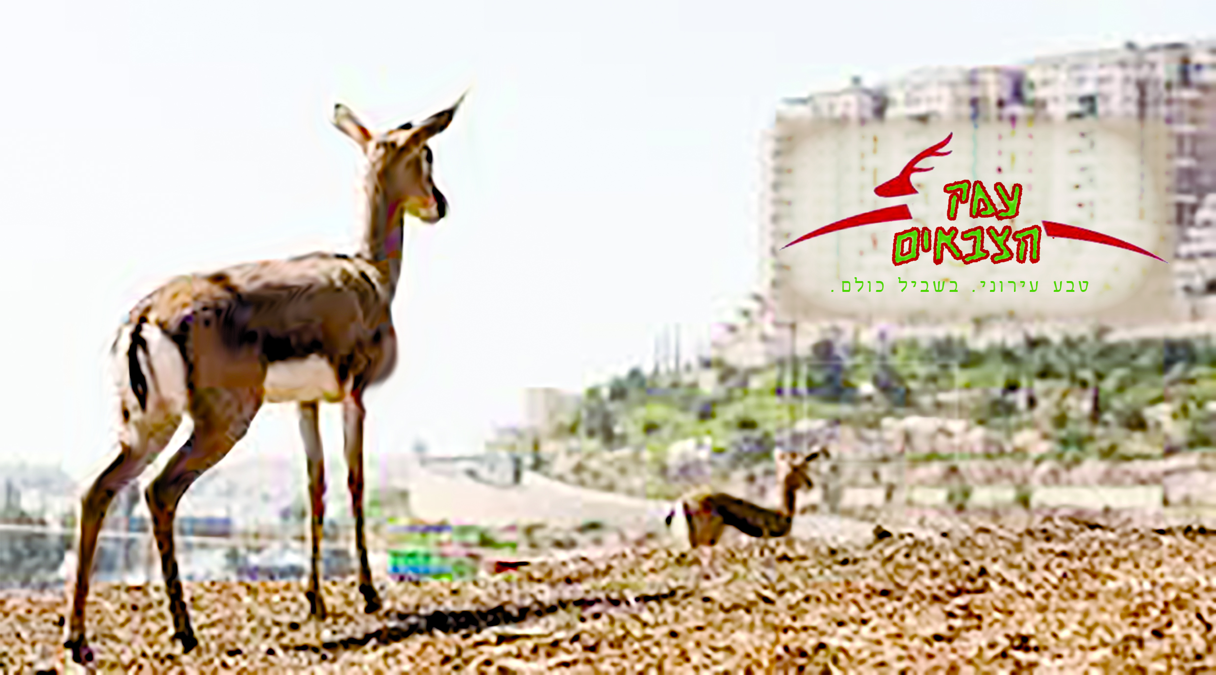 מיתוג חדש לעמק הצבאים1.jpg