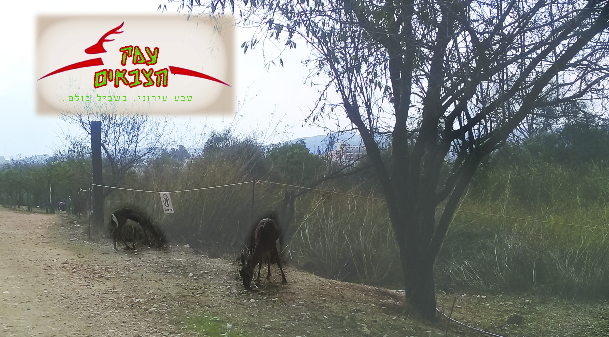 מיתוג חדש לעמק הצבאים2.jpg