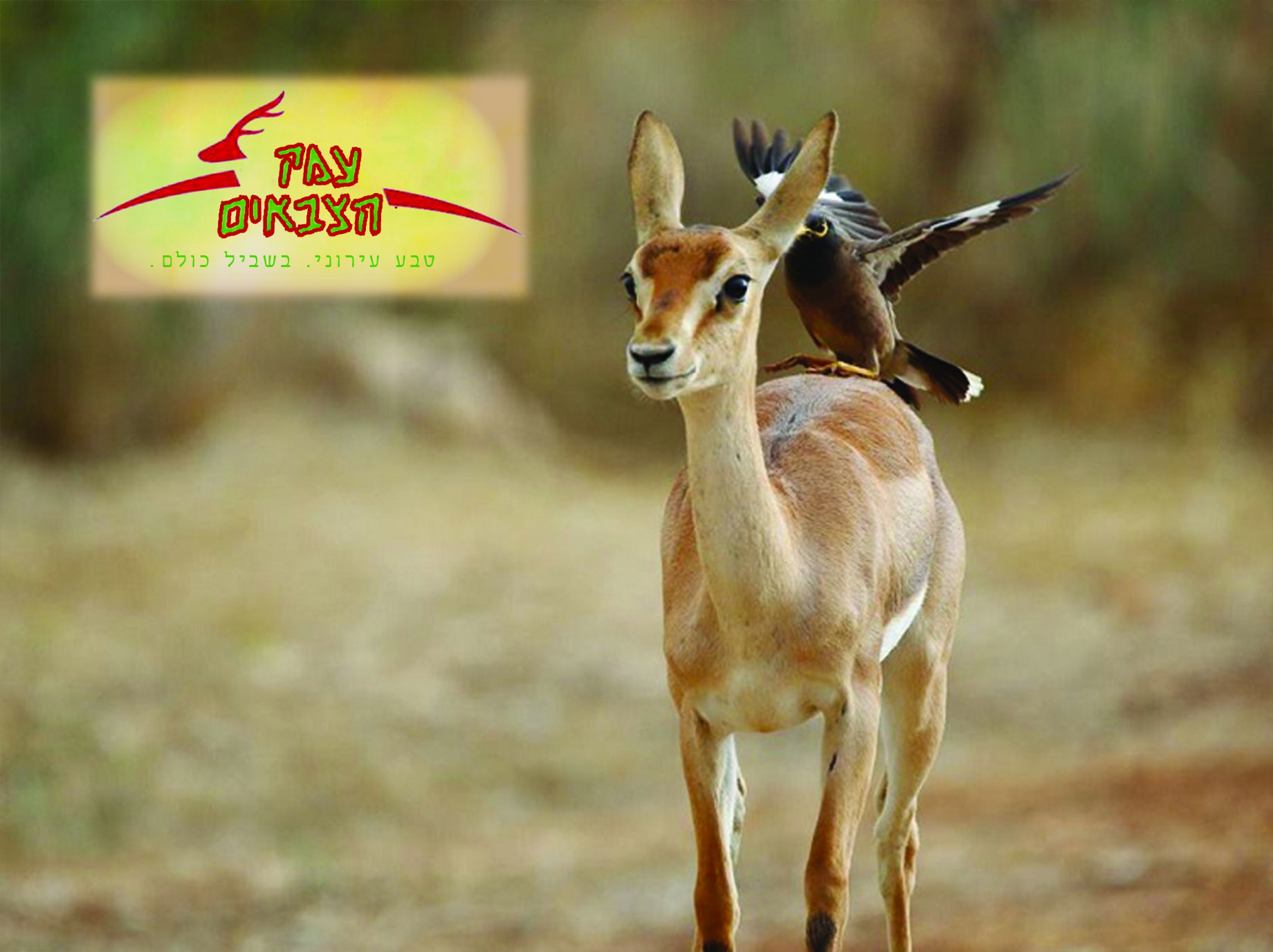 מיתוג חדש לעמק הצבאים3.jpg