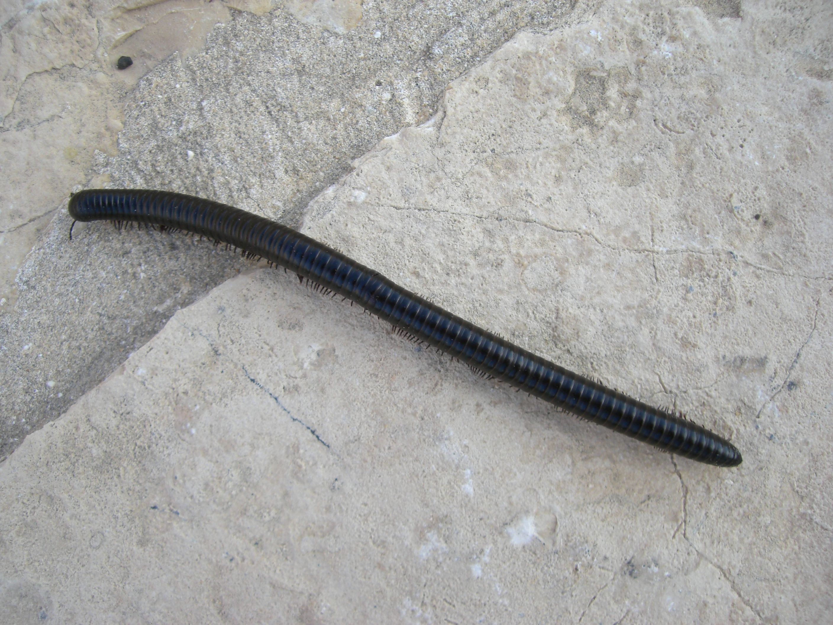 מרבה רגליים.jpg