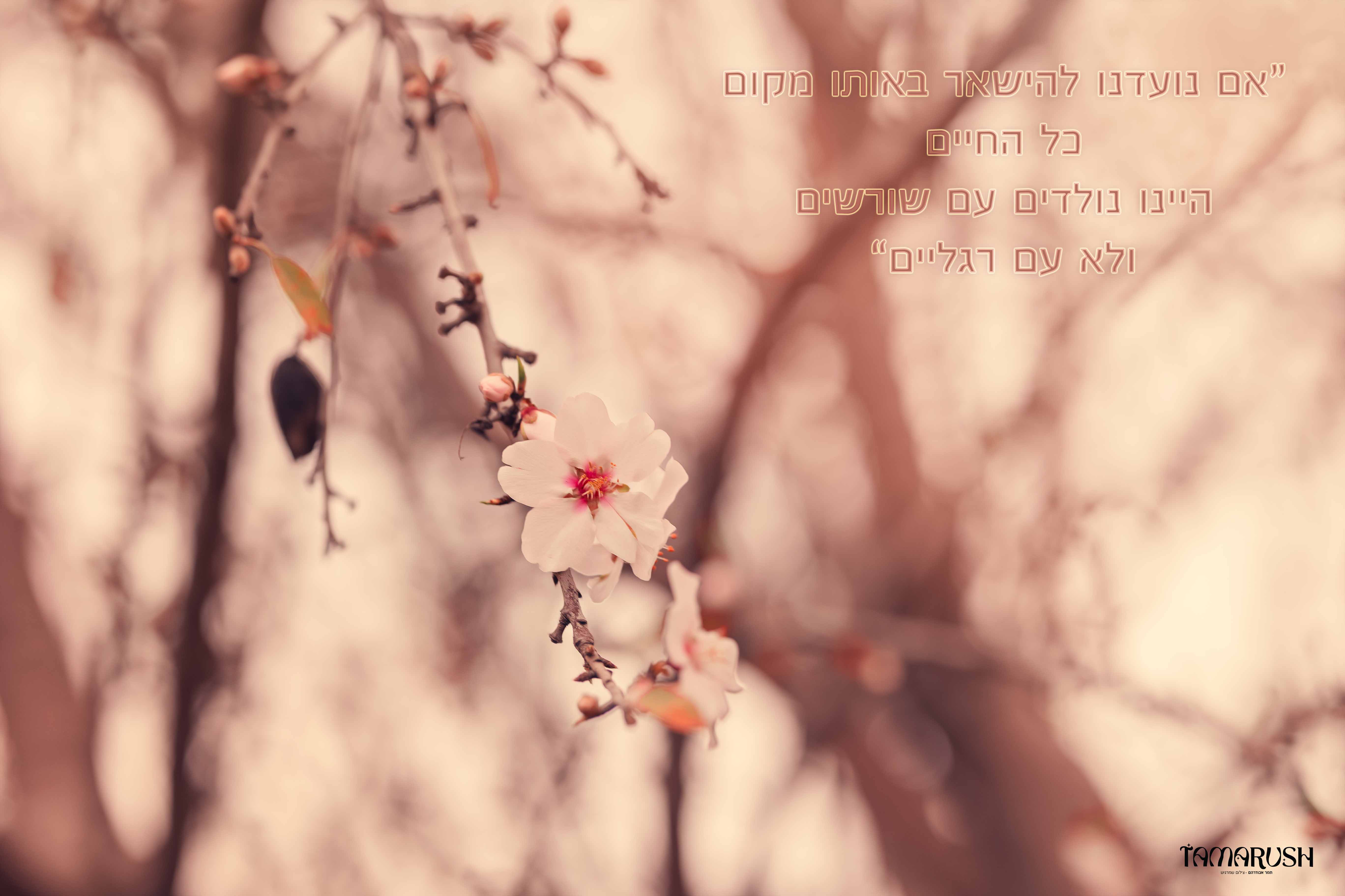 משפט השראה שקדיה.jpg