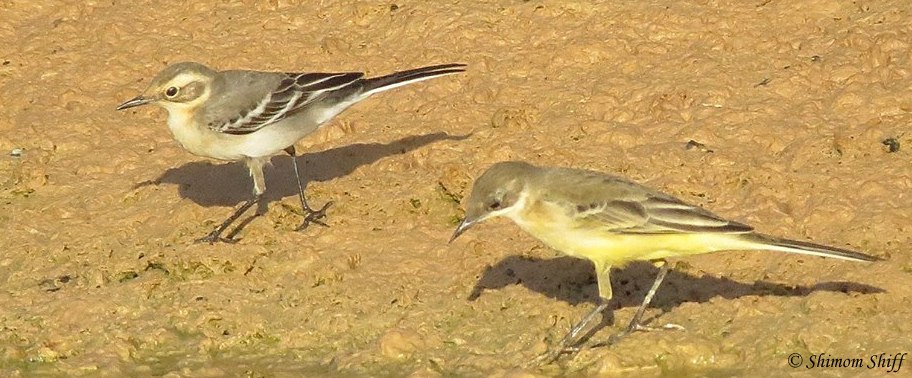 נחליאלי מחפש אוכל.jpg