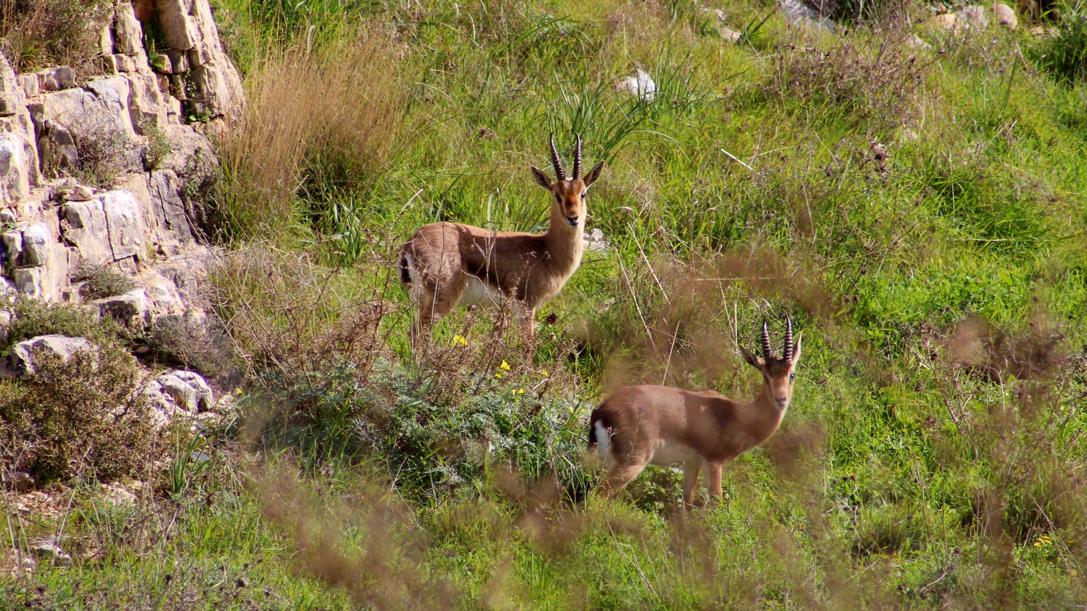 נחל זמרי 2.jpg