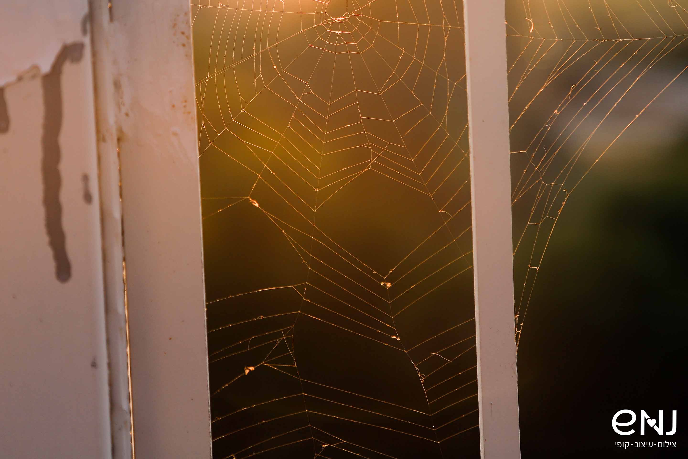 נמוך לוגו עכביש.jpg