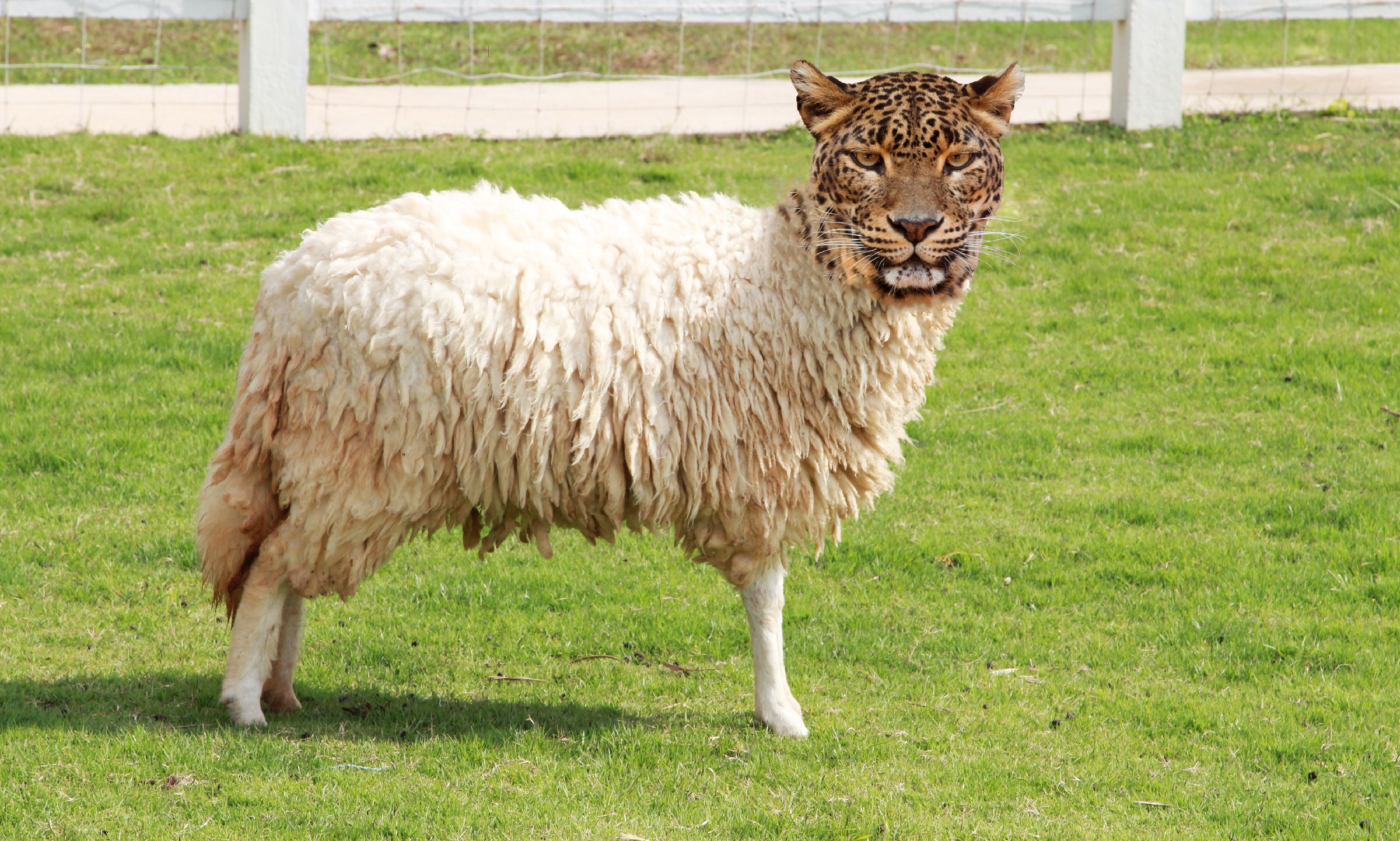 נמר בעור של כבש.jpg