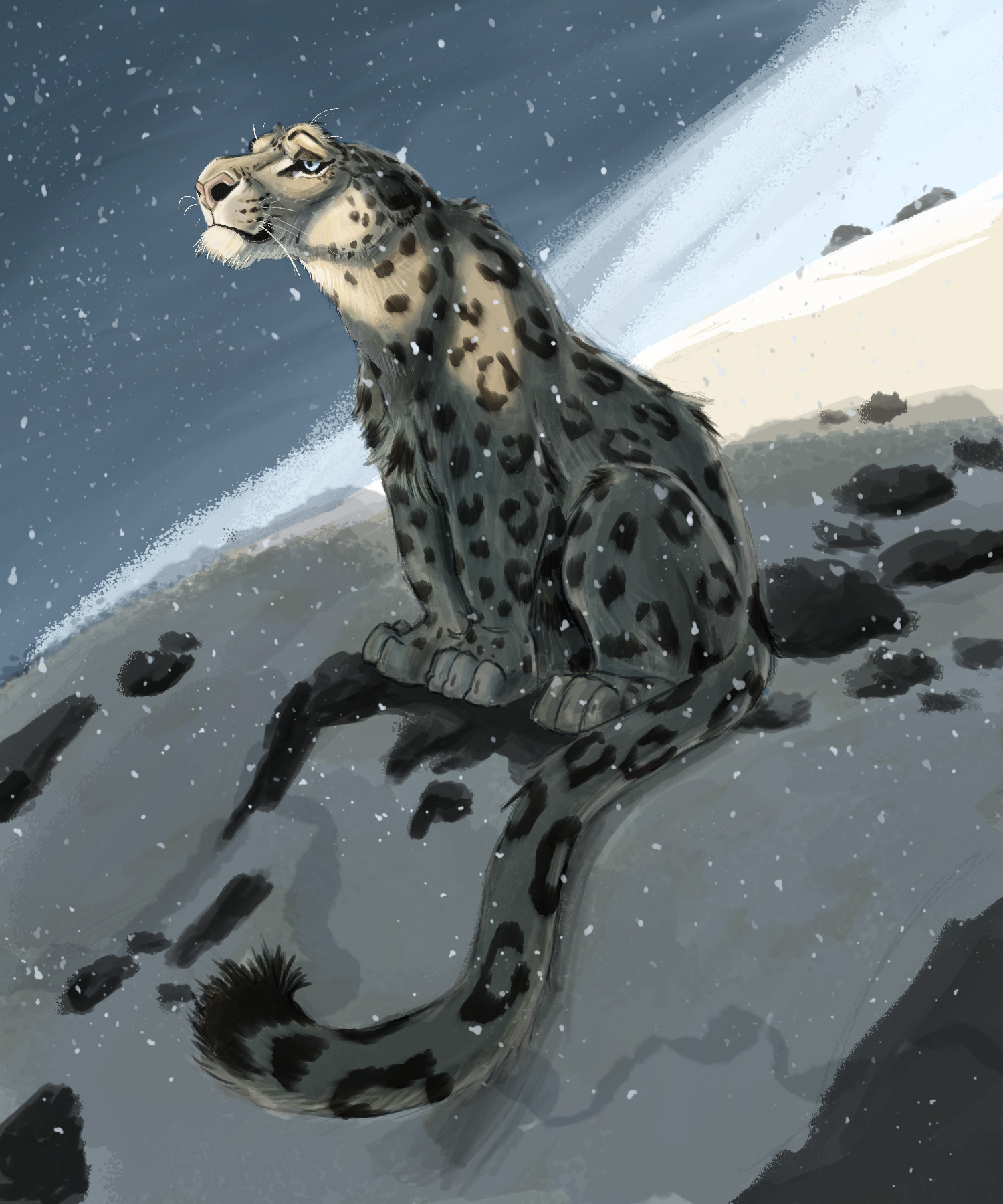 נמר הרים6.jpg