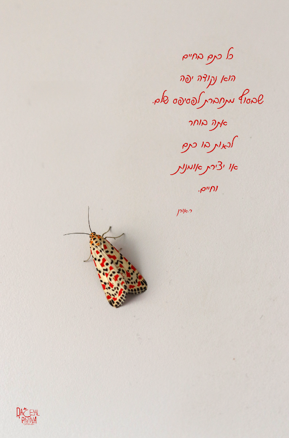 נקודות רחל אורן.png